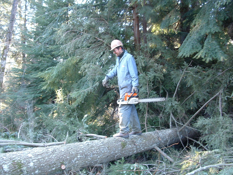 Walking the log