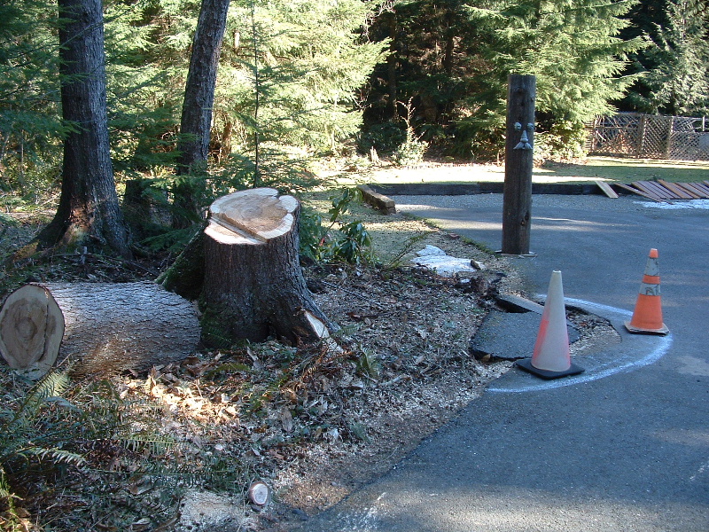 The remaining stump, and our totem pole with face to greet our guests in the background