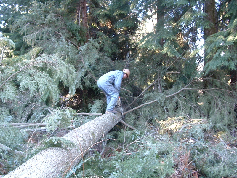 More branch cutting
