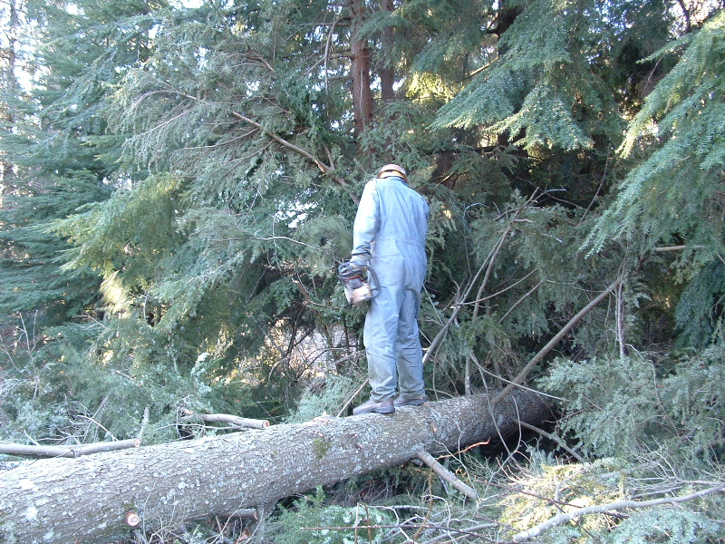 Branch cutting