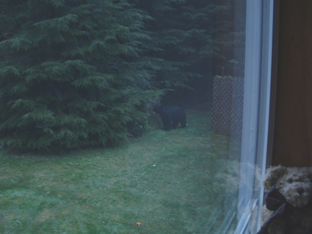 young black bear