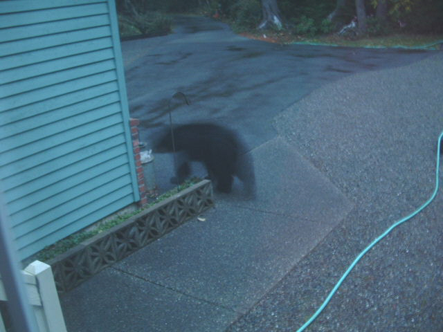 young black bear